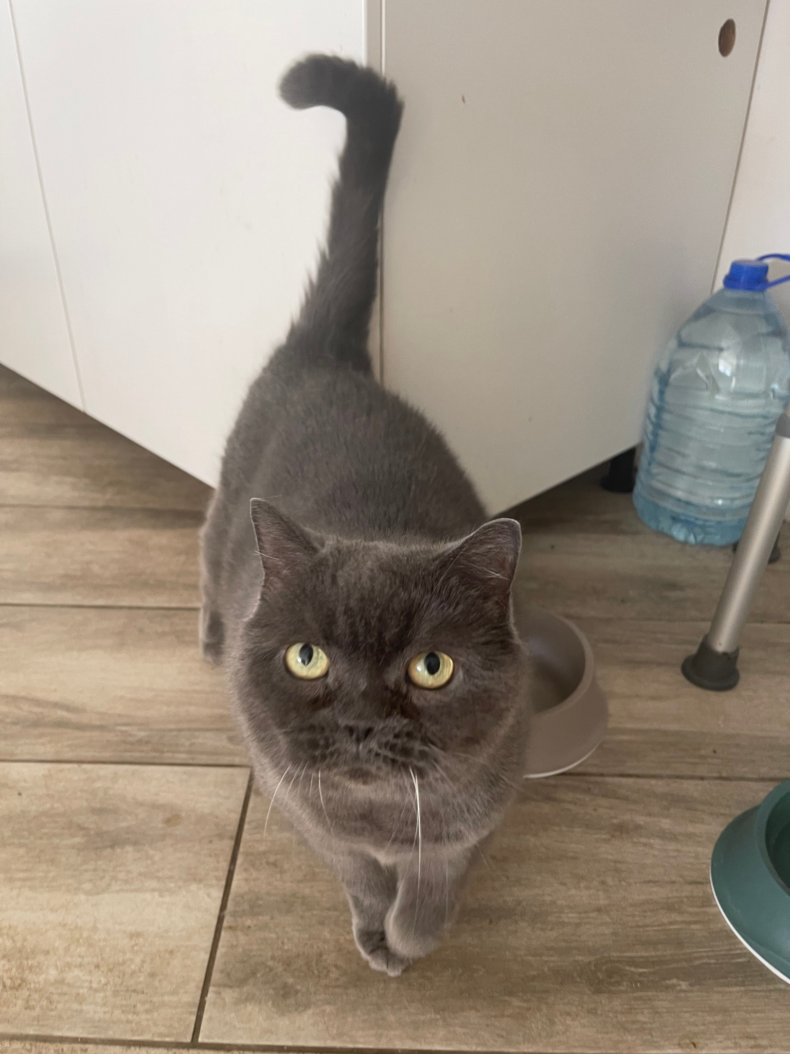 Кот